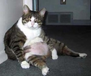r_fat_cat r_fat_cat