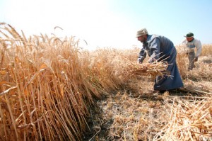 49ec8172-b42c-11df-8208-00144feabdc0